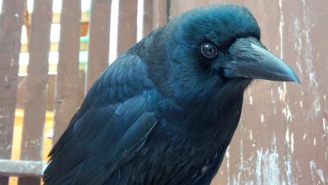 kmitch18's tweet photo. “@chynnahil: “@CBCCanada: Talking crow surprises Manitoba wildlife centre http://t.co/GpW7l3eABs http://t.co/xgkAQrl6IF” @kmitch18” told ya!