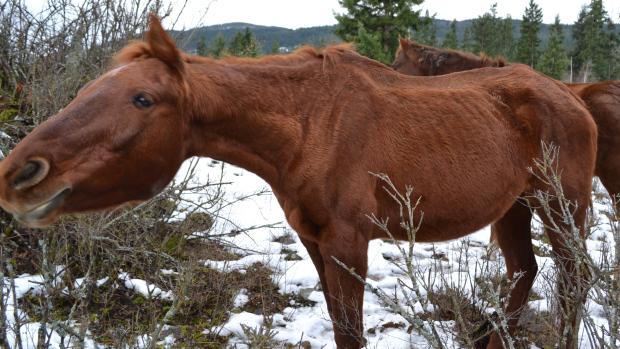 AASBC's tweet image. BC SPCA selling "rescued" horses at a meat auction business. How can media call that "good"? on.fb.me/1Cg84ld