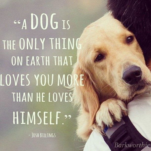 Luca4Dogs's tweet image. #WisdomWednesday Love like a dog loves....more than oneself! #love #encourage