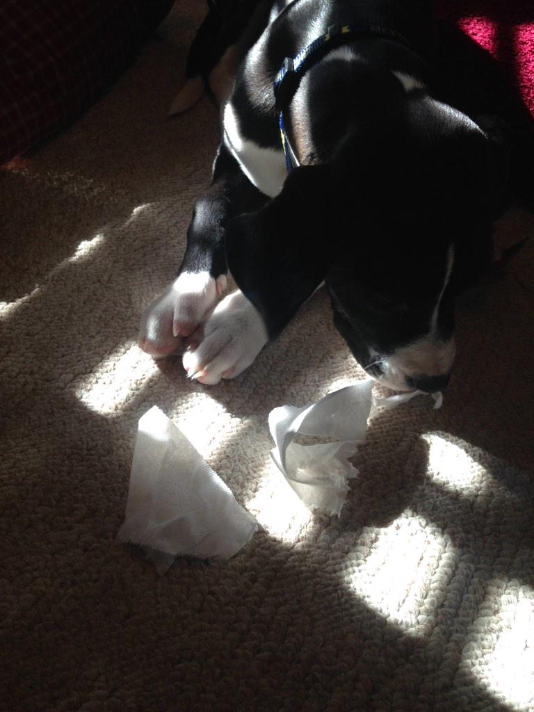daisyDukecleg's tweet photo. My prize when I'm home alone! #tissues http://t.co/TqBKjAm3Sr