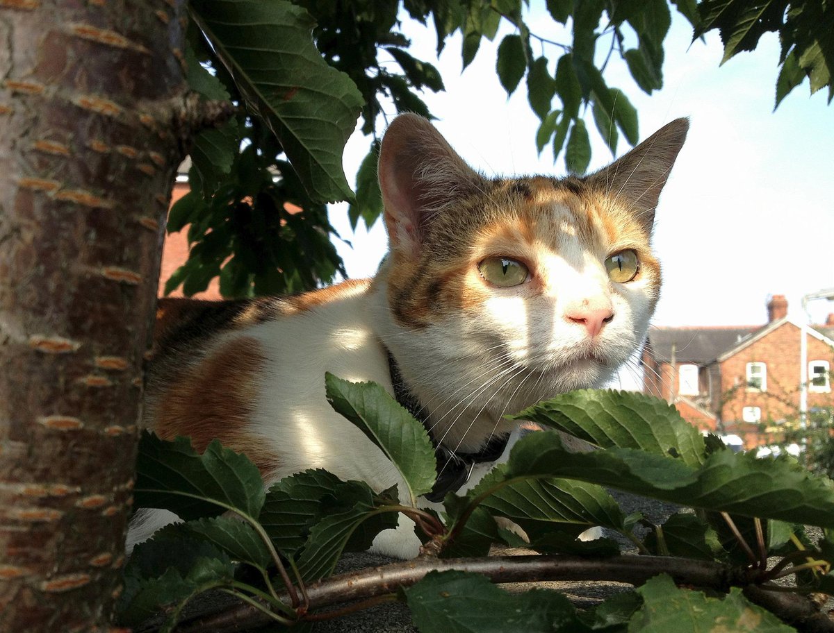 smiglilley's tweet photo. Sorrel wishes everyone a great #Whiskerswednesday ! xx http://t.co/M1OFb847Eo
