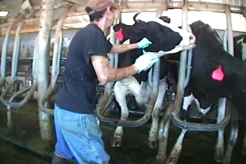 MercyForAnimals's tweet photo. Undercover investigations reveal cows being punched, kicked, and stabbed. http://t.co/MLKOnJBY9D #GetReal #MilkTruth http://t.co/8R0FSoYadu