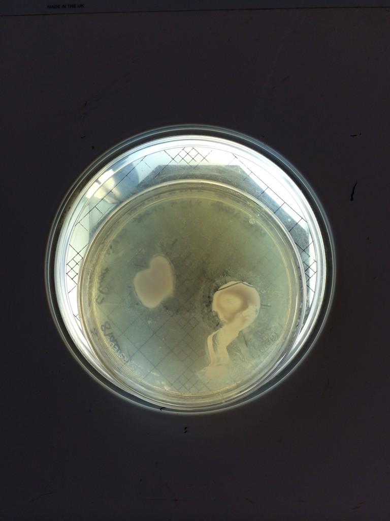 This is what 2 hours in a lab gets you! A plate with mist! #microbiologygeek #hailtoantimicrobialresistance 💊📈📖