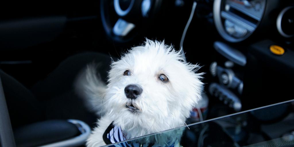 miniofportland's tweet photo. RT @miniusa: Somebody throw this co-pilot a bone. #MINI #CoPilotPets #DogsofTwitter http://t.co/5I0DHGEZUz