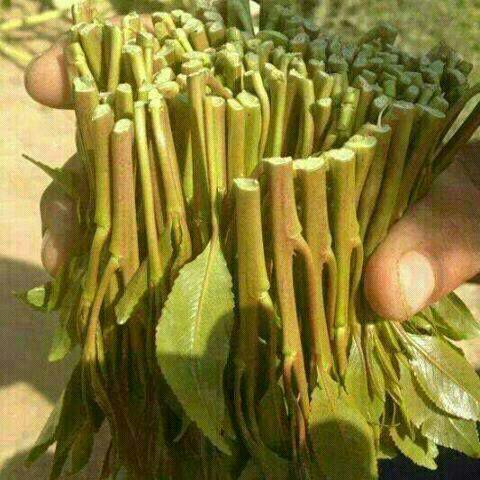 @<a href="/alasd314/">احمد</a>