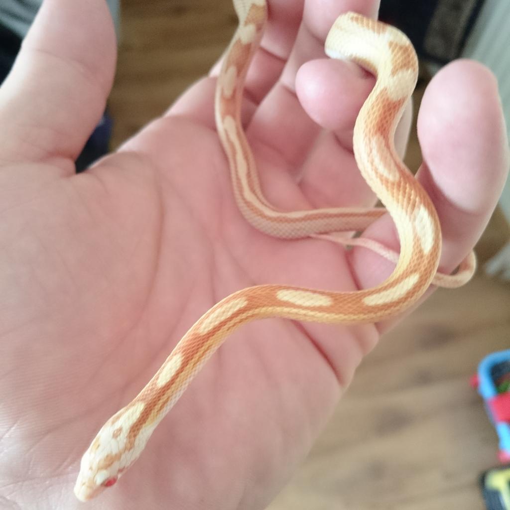 drowlands1984's tweet photo. @CornSnakeOwners my new baby http://t.co/HrHqqSXKhI