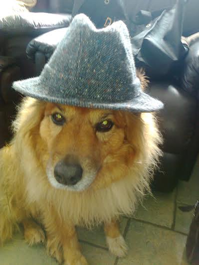 rosiemon1's tweet photo. @DublinSPCA @eflow_freeflow not everyone can pull off a hat!...  #style #supportthiscampaign #eFlowPetPics #poser http://t.co/ybkxHL6FgH