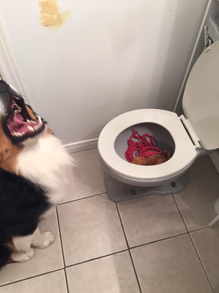 sam2martin's tweet photo. Told oliver he couldn't bring his bear in the tub for bath time.....#BellLetsTaIk #barkingback http://t.co/3yysKafVhQ