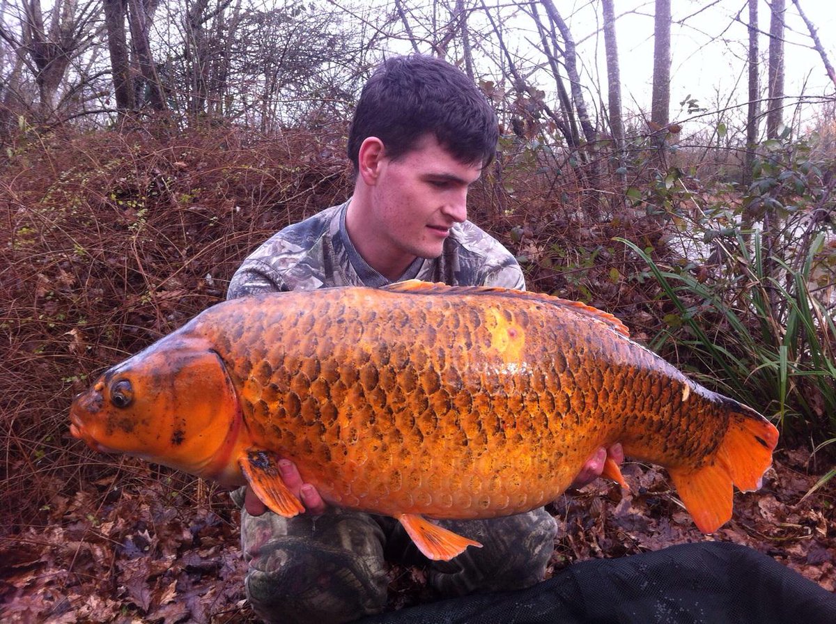 WintonsFishery's tweet photo. Nathan King catches the Big Orange  33lb 12oz a venue record. Aptly using #mainline clockwork orange boilies! #korda http://t.co/E0wgzxkJBa