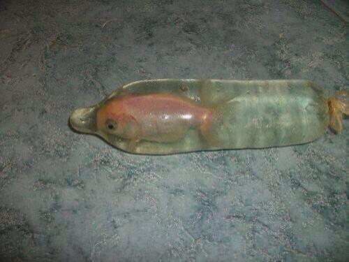 AIanHangover's tweet photo. turned my goldfish into a dolphin http://t.co/fpSoVkeeQD