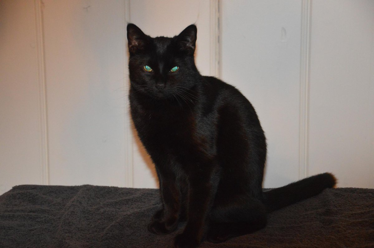 We missen haar ontzettend!!! Morres is een aanhankelijke lieve mensen poes. Help ons haar vinden#Morres