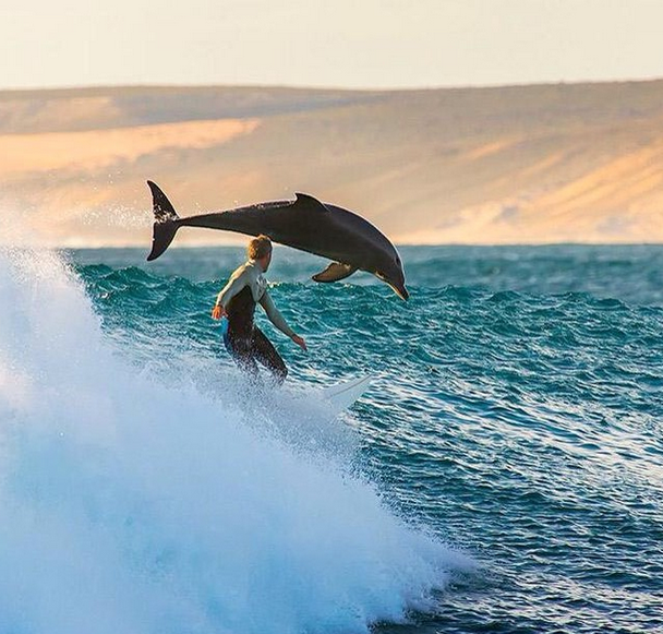 EarthPix's tweet photo. Surfing with the dolphins
Photo by Matt Hutton http://t.co/96mpFzxkU5