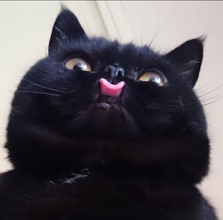 Bryce Iain Hanna tweet media