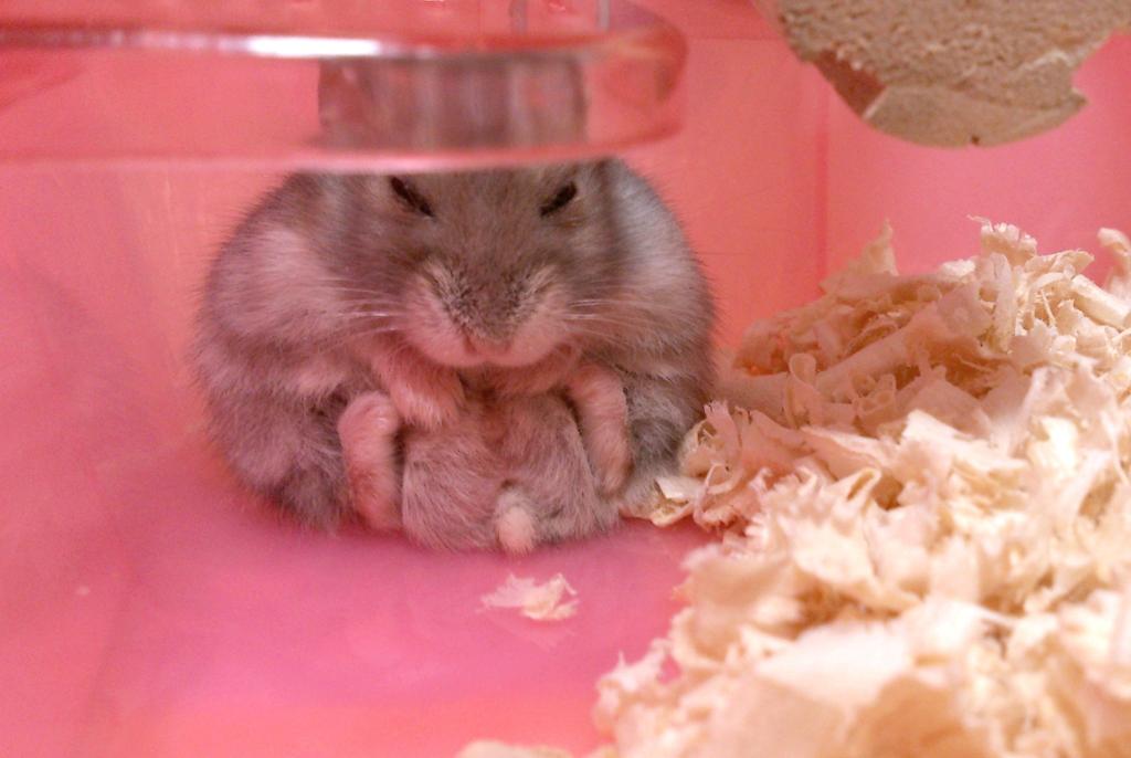 Ham0000113's tweet photo. すみっこ好き http://t.co/fyXCql5hmw