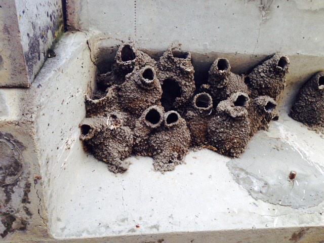 MH_Projects's tweet image. Our #medhat crew is out doing Bridge assessments (coring) in #Cardston County. @CardstonAB