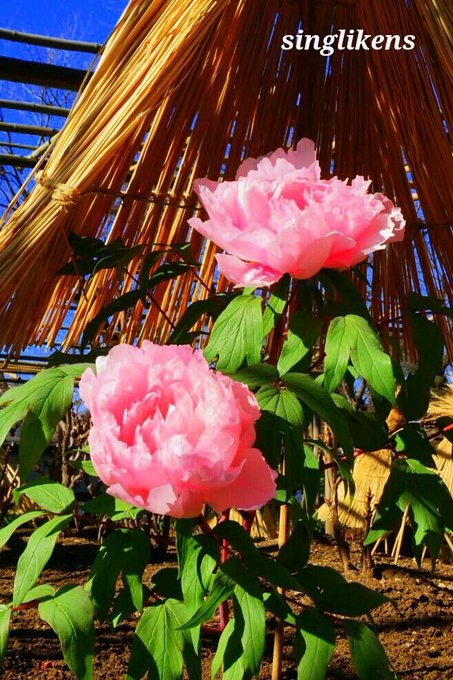東京都23区の花畑38品種129名所 春夏秋冬の見頃 たびはう