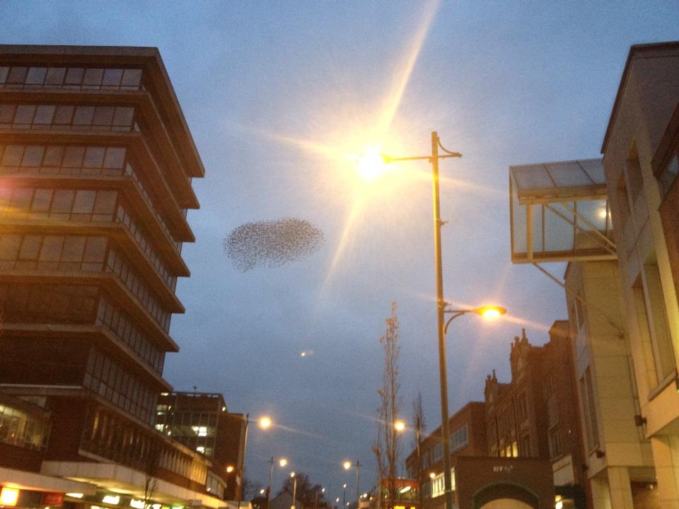 VickyCulliton's tweet photo. Murmuration seen over Norwich city centre the last few evenings. First seen 2 weeks ago. #starlingsurvey http://t.co/356DBnUXEb