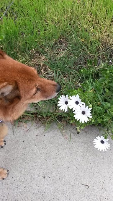 Love this dog. http://t.co/RMbZu0e0j3<a href="/tag/getinme"class="tags"><span>#getinme</span></a>