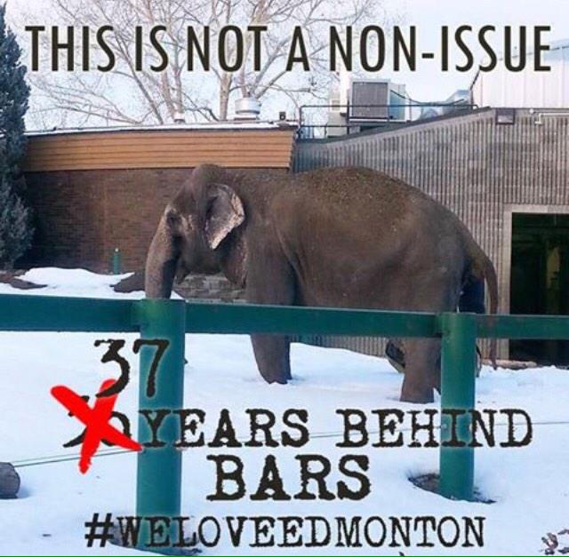 canadachandra's tweet photo. #BellLetsTaIk Did u know #elephants can also suffer from mental health issues like depression? 🐘💙#weloveedmonton http://t.co/TLLpfdQdMm