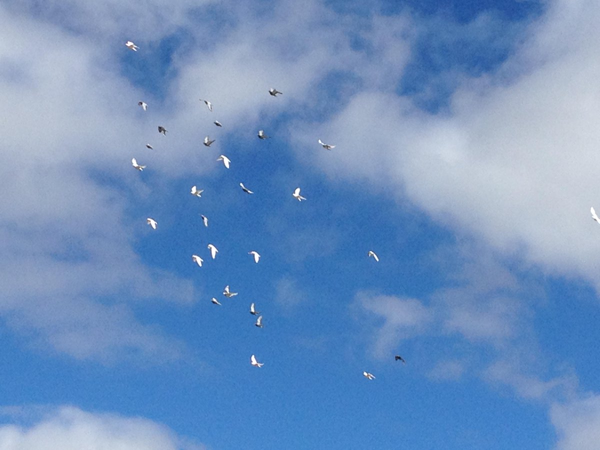 DavidRohanReid's tweet photo. Winds getting gusty. Good training for the younger birds flying low. Eventually they will form a pack. http://t.co/SoV70yslDr