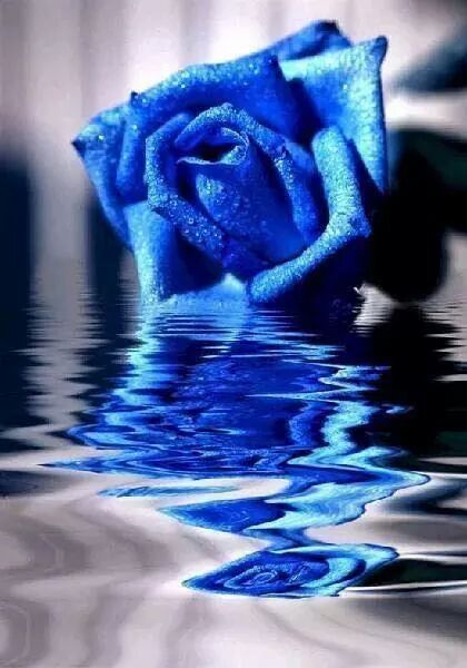 laurav1225's tweet photo. Rosa azul ♡♥ http://t.co/quM4onl0hE