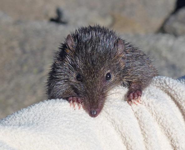 Bega_News's tweet image. A couple of these cute critters were rescued at #PotorooPalace. bit.ly/1zZvGcY @OEHmedia #antechinus #furry
