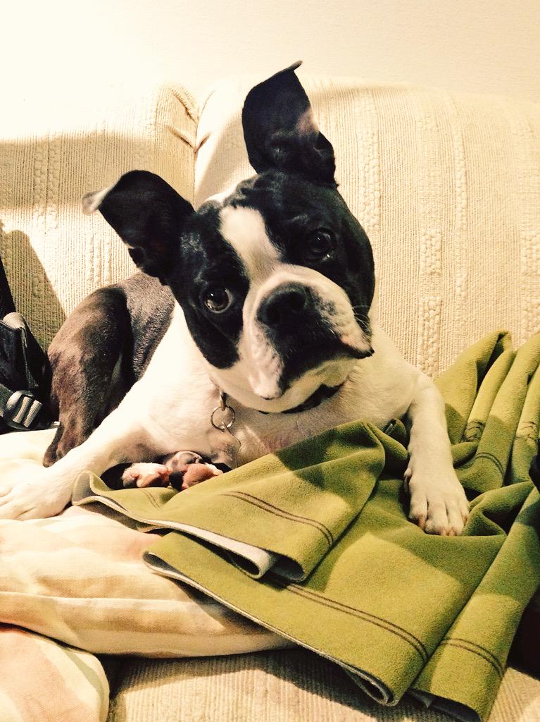 SpellGround's tweet image. SpellDog is working hard taking inventory at KBG HQ. #SpellGround #bostonterrier #working