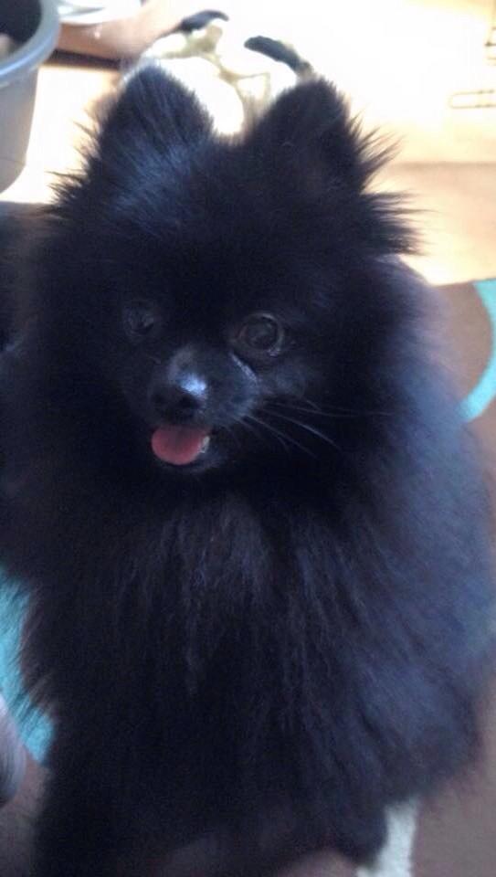GrahamS24014352's tweet image. Do I? Don't I? He does need a home!
#pomproblems #TwoTooMany?
