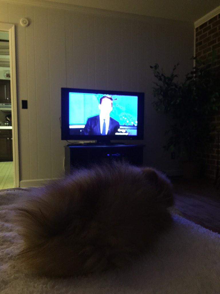 PrissyMcDonald's tweet photo. I just love @DavidMuir! #poms http://t.co/8iFfvLuj91