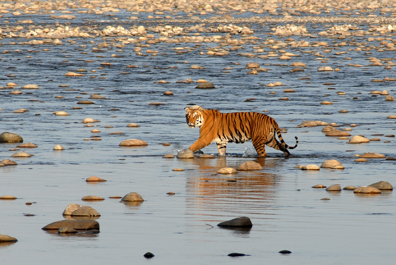 WorldBankGroup's tweet photo. Yes! #IndianTiger population has grown since 2010 – up 30% http://t.co/k4tFcKF6uB via @SaveWildTigers #GoodNews http://t.co/pVhoNc5naa