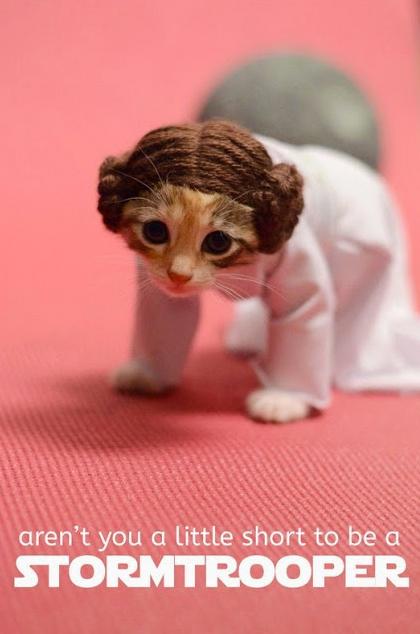 SarantosMelogia's tweet photo. #cat
#cats
#catsofgoogleplus
#catsallovertheworld
#catsrule
#catsofinstagram
#catlovers
#caturdayeveryday http://t.co/KtAoj2XTPC