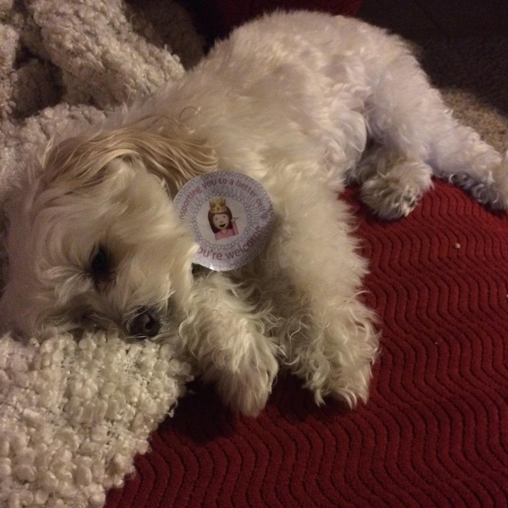 mistermembrane's tweet photo. WE'RE IN ANIMALS &amp; PLANTS SUPPORT 1 SUPPORT ALL *cough unlike chloroplast and cell wall cough* #AHSOCI15 @thebiospace http://t.co/vge2iFd7yY