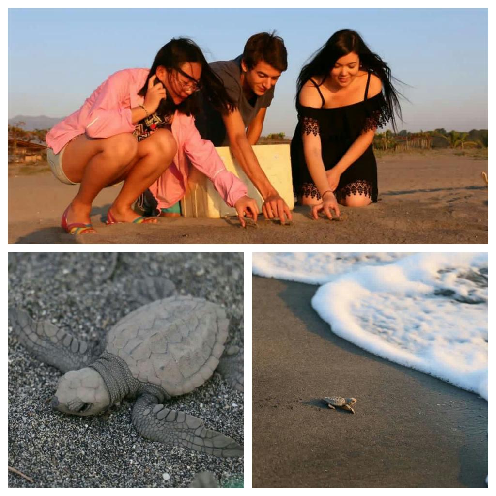 Volunteering at a sea turtle conservation center! 😄🐢🌊 #ExplorePhilippines #Pawikan #Conservation #Route63Travels
