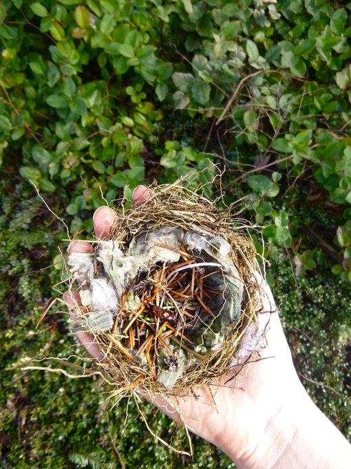 I found this nest on the ground outside of the library today!!!!!!! it was so neat!!!!! exclamation points
