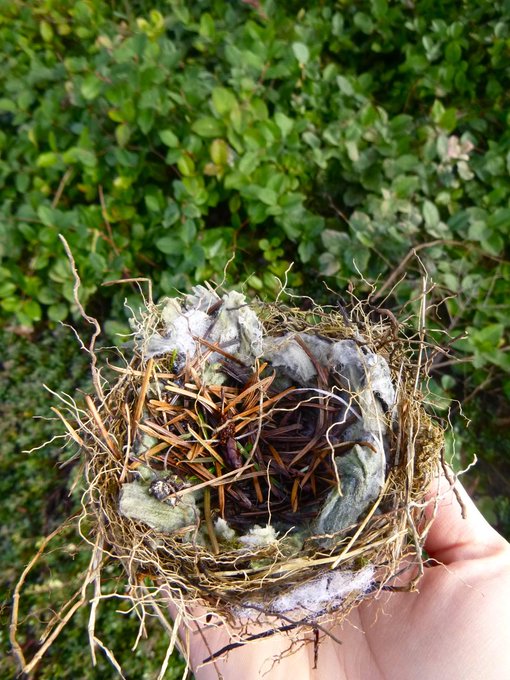 I found this nest on the ground outside of the library today!!!!!!! it was so neat!!!!! exclamation points