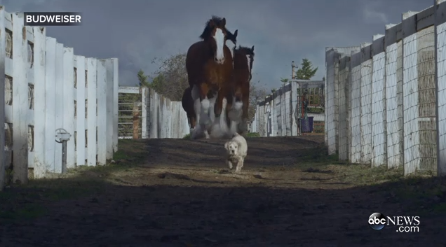 GMA's tweet photo. Oh my. Most adorable/heart-warming @SuperBowl ad of all-time? #GMASuperBowl http://t.co/cPl50j4hZv http://t.co/hk7Wcxdh6X