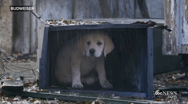 GMA's tweet photo. Oh my. Most adorable/heart-warming @SuperBowl ad of all-time? #GMASuperBowl http://t.co/cPl50j4hZv http://t.co/hk7Wcxdh6X