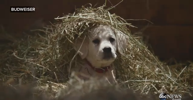 GMA's tweet photo. Oh my. Most adorable/heart-warming @SuperBowl ad of all-time? #GMASuperBowl http://t.co/cPl50j4hZv http://t.co/hk7Wcxdh6X