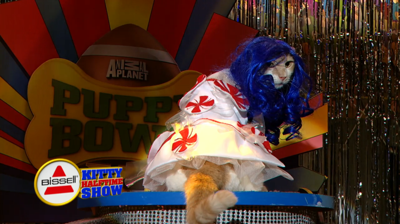AnimalPlanet's tweet photo. Hear Katty Furry's ROAR at the #PuppyBowl XI Haltime Show! [Watch] >> http://t.co/mIToW5TTim http://t.co/JJhcWRXLFI
