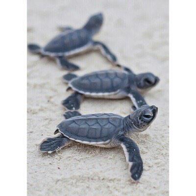 weedvib3s's tweet photo. Can I just be a turtle? http://t.co/xp4DMgtSx9