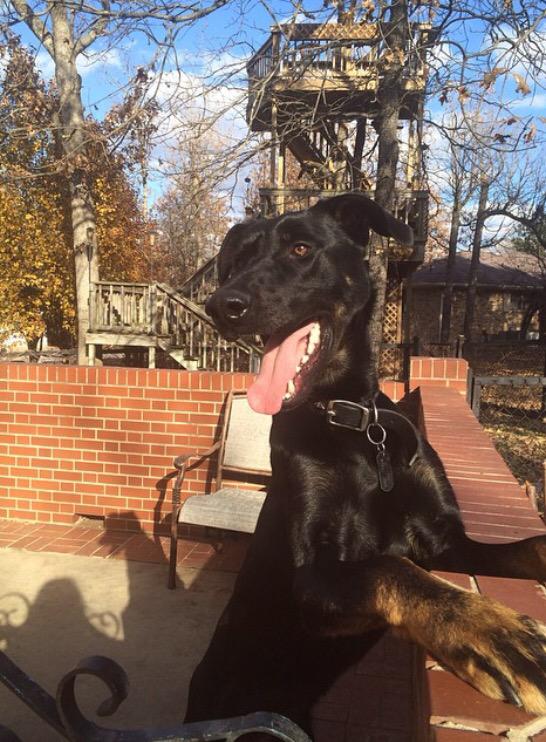 MuttPups's tweet photo. An amazing Doberman/German Shepherd/Great Dane mix! #MixedMutts http://t.co/wQnrqe6GUa