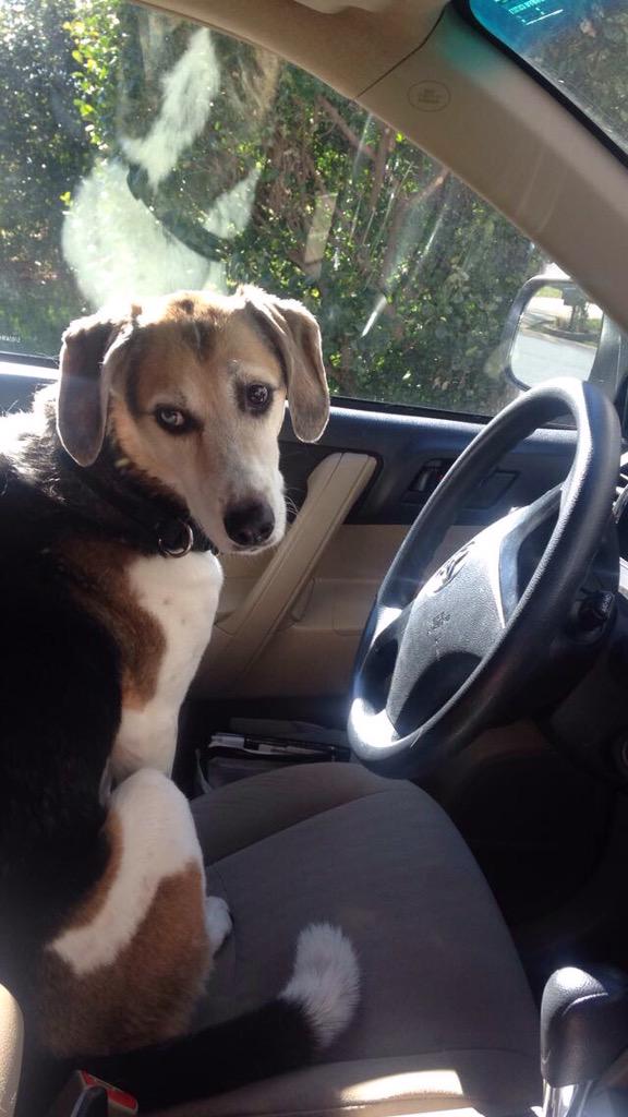 MuttPups's tweet photo. Snoopy passed Drivers Ed! Beagle/Husky mix!! #mixedmutts http://t.co/Jtn80dTEiW