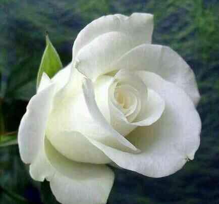doodo772's tweet photo. صباح الورد http://t.co/qR6JUwdXCY