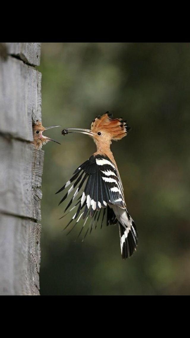 a3d9b6afbbb548f's tweet photo. صباح الخير ﻻاحﻻ ناااس http://t.co/WNwRsH2Z1T