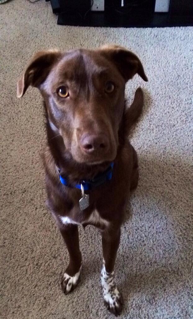 MuttPups's tweet photo. Australian Cattle Dog/Chocolate Lab! #MixedMutts http://t.co/SFMZDCVbqb