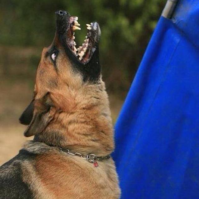 2dayswork's tweet photo. romank9 at http://t.co/z6nsExYV6q #bark #k9 #ipotraining #ipo #ipodog #ipo3 #schutzhund #schutzhund3 #schutzhundd… http://t.co/DkGfzbPQj2