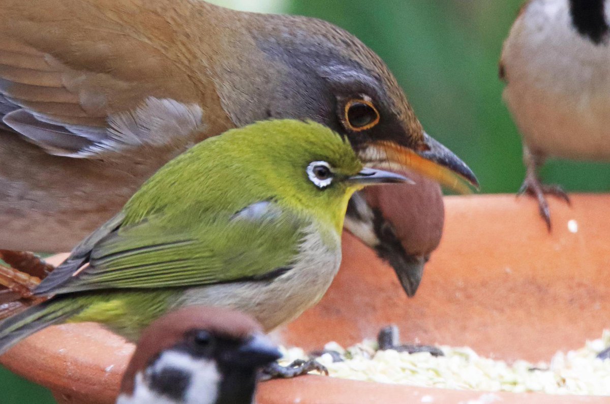 片柳弘史 בטוויטר スズメとシロハラ メジロが 仲よく並んで餌をついばんでいました だんだん自然界に餌が少なくなってきているのかもしれません Http T Co Syhmhcdday