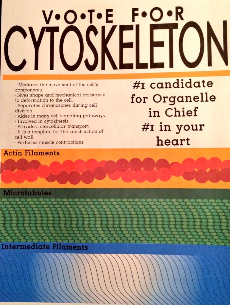 cytoskeletonOIC's tweet photo. #AHSOIC15 #votecytoskeleton http://t.co/UiBEXNEWey