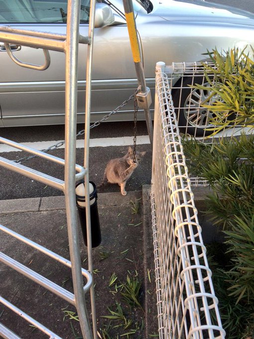 村雨辰剛の猫が可愛い 庭師が愛するネコの馴れ初めと画像を紹介 ここでしか話せない芸能人の素顔
