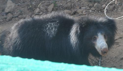 PROTECT ALL WILDLIFE (@protect_wldlife) on Twitter photo Great news on Swati the Sloth #Bear’s health status 4 months after her rescue! wildlifesos.org/blog/swati-bea… <a href="/WildlifeSOS/">Wildlife SOS</a> Great news on Swati the Sloth #Bear’s health status 4 months after her rescue! wildlifesos.org/blog/swati-bea… <a href="/WildlifeSOS/">Wildlife SOS</a>